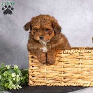 Twila, Pomapoo Puppy
